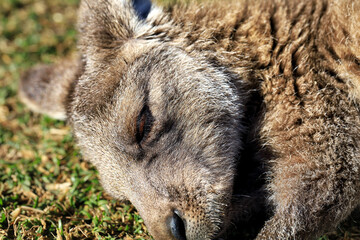 Eastern Grey Kangaroo - Macropus giganteus © ausnative
