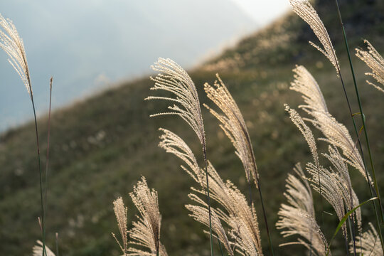 Reed grass fields with mountain on background
