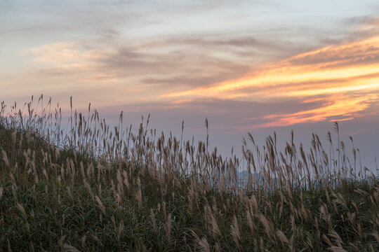 Reed grass fields with mountain on background