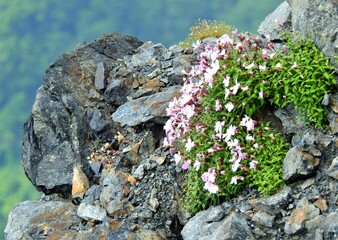 南アルプス･高山植物･タカネビランジ