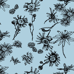 Daisy black line everlastings on sky blue background