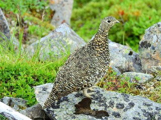 南アルプス･ライチョウ