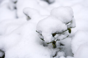 Snow falling in winter in northern China