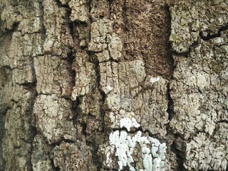 background for the bark texture mockup