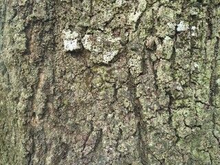 Fototapeta premium background for the bark texture mockup