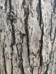 Bark is the outermost layers of stems and roots of woody plants. Plants with bark include trees, woody vines, and shrubs.