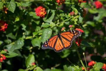 Monarch Butterfly Open Wings on Red Lantana
