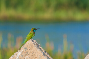 green bee eater