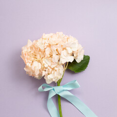 Fresh pink hydrangea flower bouquet on purple background. top view, copy space