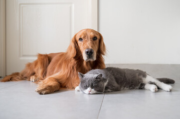 British Shorthair and Golden Retriever