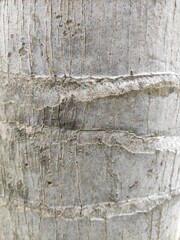 Bark is the outermost layers of stems and roots of woody plants. Plants with bark include trees, woody vines, and shrubs.