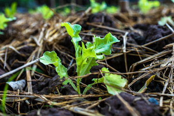growth fresh vegetable salad garden at organic farm. Argiculture concept.