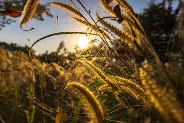 Spider on the spider web or cobweb and light of sunset.