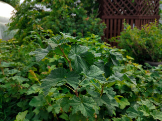 leaves in the garden