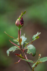 Botón de rosa 