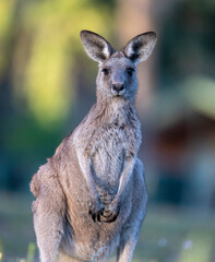 Kangaroos in the forest country of Northern New South Wales, Australia.