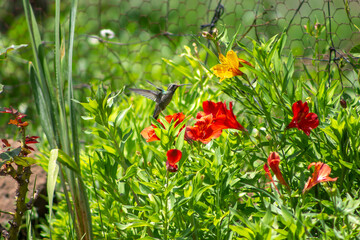 Flores de colores y colibrí  © Alejandro