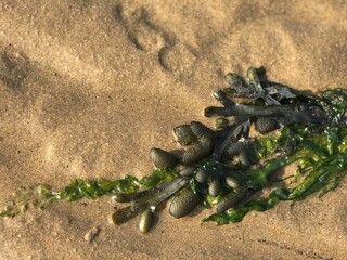 Green seaweeds on the sand at the beach, close up scene of organic shape object