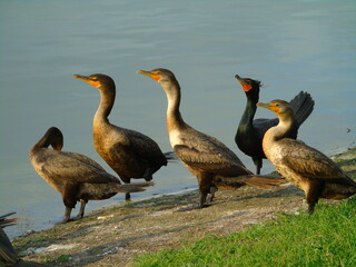 DOUBLE CRESTED CORMORANT