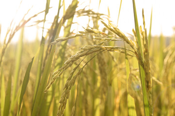 close up of ripening rice in a paddy field