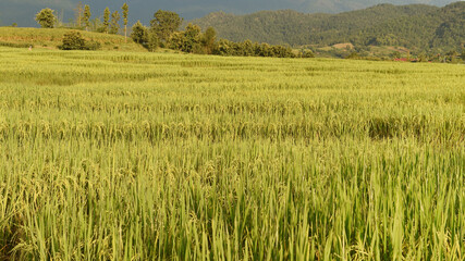 close up of ripening rice in a paddy field