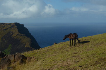 Horse grazing in a green field with ocean views - Easter Island