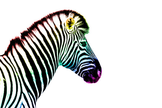 One zebra head with rainbow color striped pattern skin on white background isolated closeup side view, different concept, imagination design, individuality symbol, surreal decoration, art trendy print