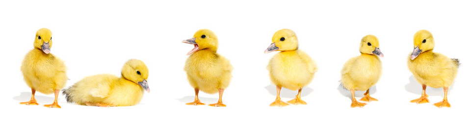 NewBorn little Cute yellow duckling isolated on white.