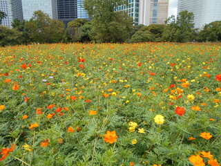 満開の花畑（東京）
