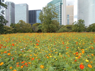 満開の花畑（東京）
