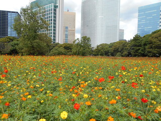 満開の花畑（東京）
