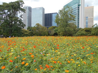 満開の花畑（東京）
