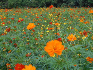 満開の花畑（東京）
