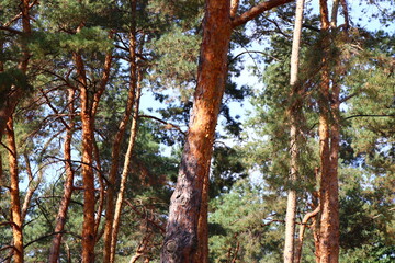 pine forest