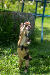 Gatito jugando con una cuerda sobre el pasto