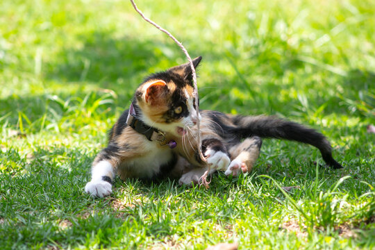 Gatito jugando con una cuerda sobre el pasto
