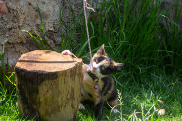 Gatito jugando con una cuerda sobre el pasto