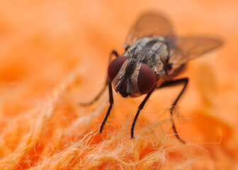 Flies land on the orange cloth floor