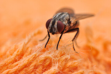 Flies land on the orange cloth floor