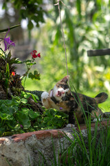 Gatito cuerda plantas jardín