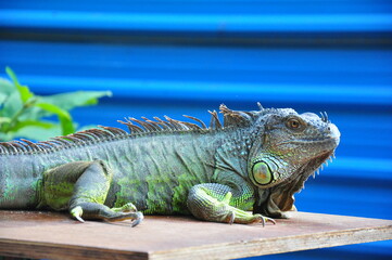iguana in the zoo