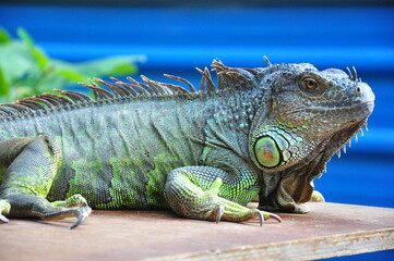 iguana on a tree