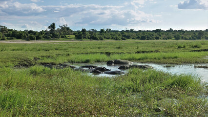 Hippos are resting in the water on a swampy meadow. Their backs are visible. Green grass all around. Botswana. Chobe park.