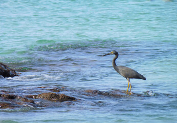 Black heron hunting at sea water