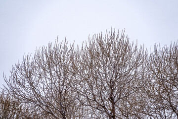 Winter tree branches without leaves against a cloudy sky during snowfall.