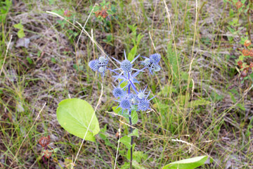 Eryngium planum, blue plant in the meadow in summer, selective focus.