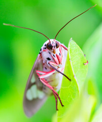 A pink butterfly standing on the green leaf in the highest view point of . Thailand Khao Yai national park was taken by a macro lens. weather cold's insect