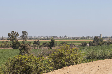 Fototapeta premium vineyard in region