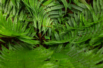 Hojas de helecho en el bosque