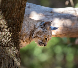Bobcat